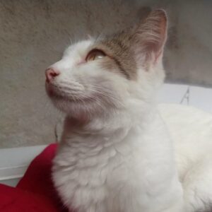 A cat, illustrating Hammock Radiator Mount